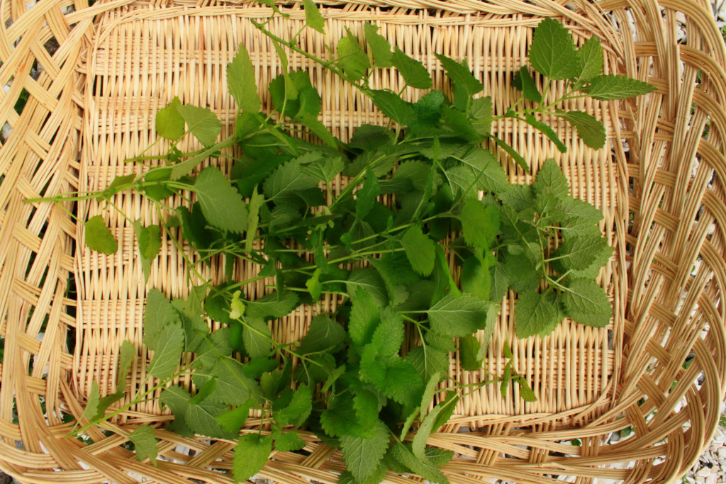 Lemon Balm